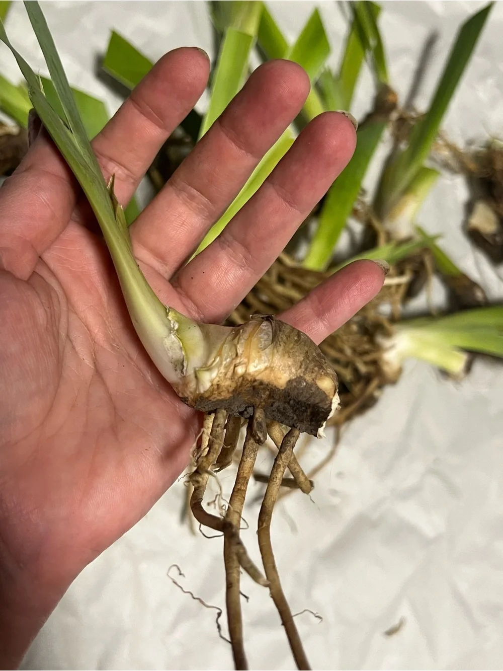 20 medium and small sizes rhizomes . Purple Iris for $20. See Pics.
